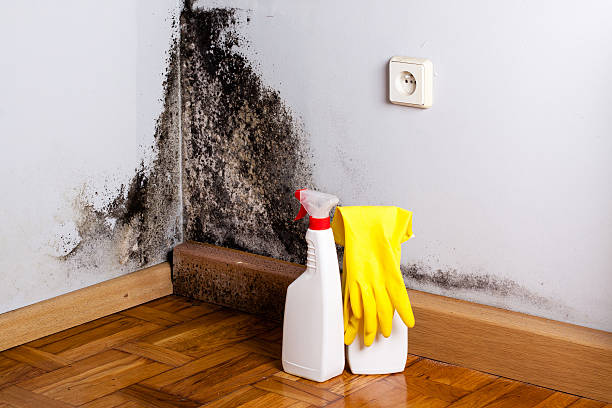 Home Mold Removal in Pennville, PA