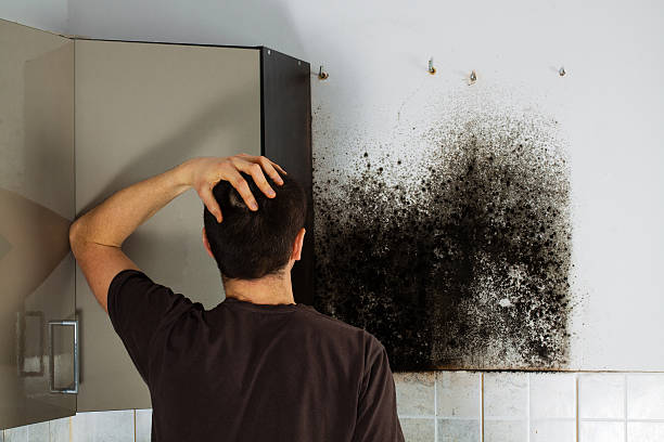 Best Attic Mold Removal  in Pennville, PA