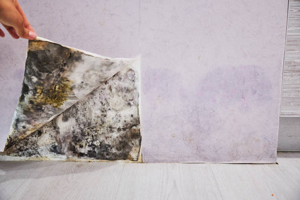  Pennville, PA Mold Removal Pros